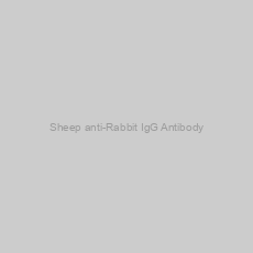 Image of Sheep anti-Rabbit IgG Antibody